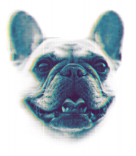 Marškinėliai "Buldogas"